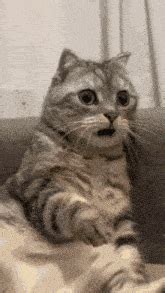 Shocked Cat Meme GIFs | Tenor