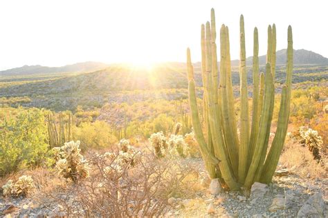 Organ Pipe Cactus Monument A Desert Biodiversity Wonderland