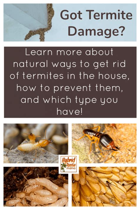 Got Termite Damage Are You Looking For Natural Ways To Get Rid Of