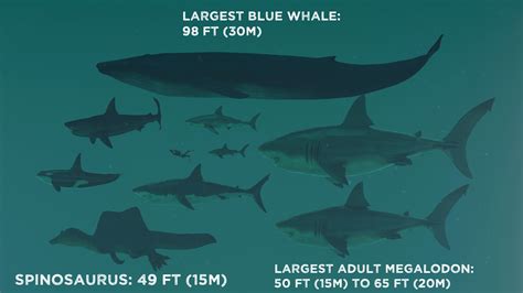 finding megalodon  prehistoric life documentary tidewater teddy