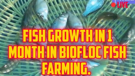 Month Fish Growth In Biofloc Fish Farming Youtube