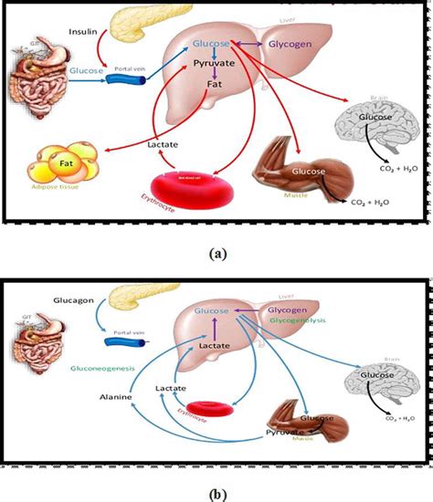 Homeostasis Blood Sugar Regulation Homeostasis And Blood Glucose