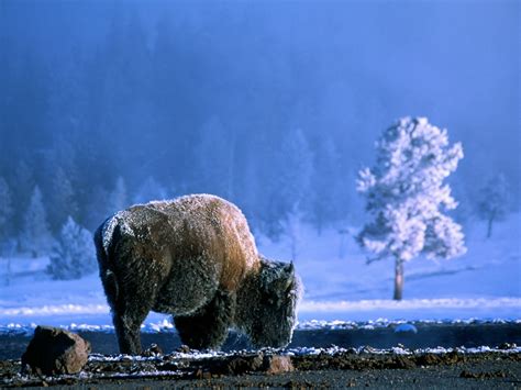 Yellowstone National Park Photos - National Geographic