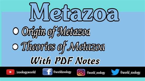 Metazoa Origin Of Metazoa Theories Related To Origin With Notes