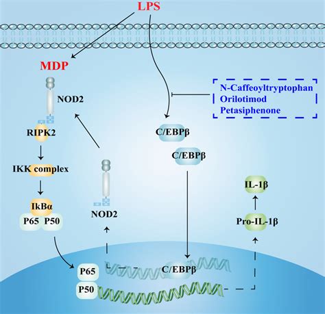 C EBPβ Promotes LPS induced IL 1β Transcription JIR