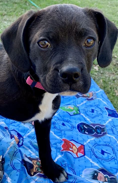 Dog for adoption - Carrie Underwood, a Puggle & Terrier Mix in Warwick