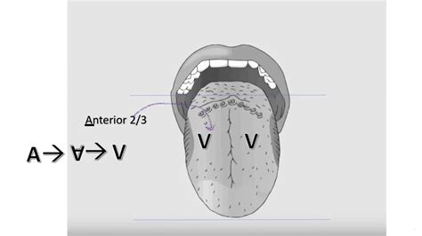 Tongue Anatomy Nerve Supply Tongue Anatomy Nerve Supply, 40% OFF