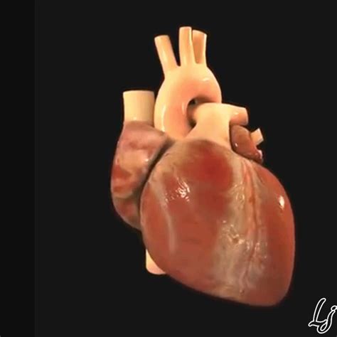 Human Heart Animation 