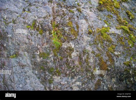 Wet stone texture with a moss Stock Photo - Alamy