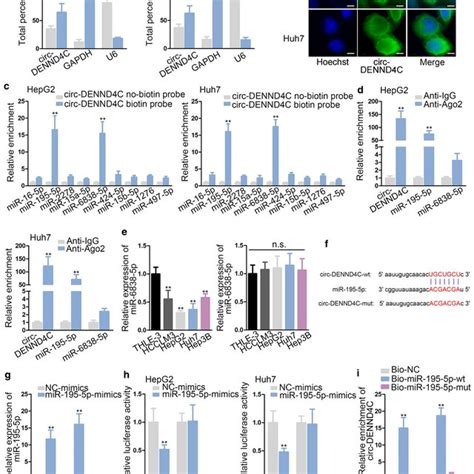 Circ DENND4C Sponged MiR 195 5p A B Subcellular Fractionation Assay