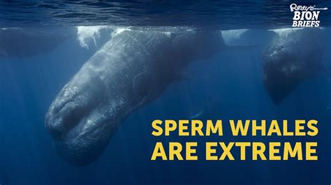 A Sperm Whale S Clicks Can Deafen Divers Youtube