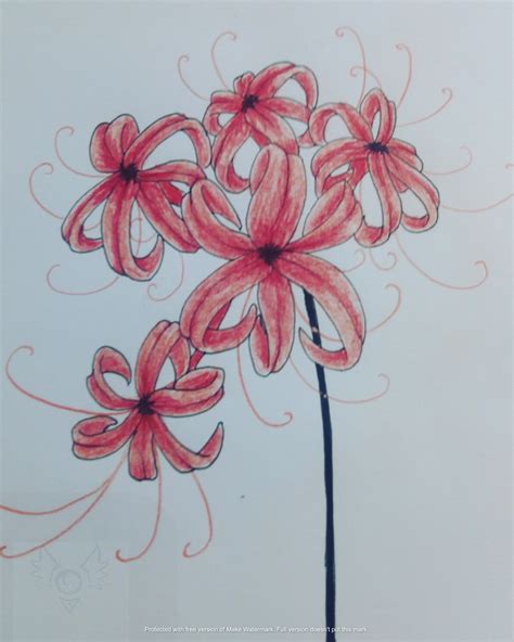 Red Spider Lily Drawing