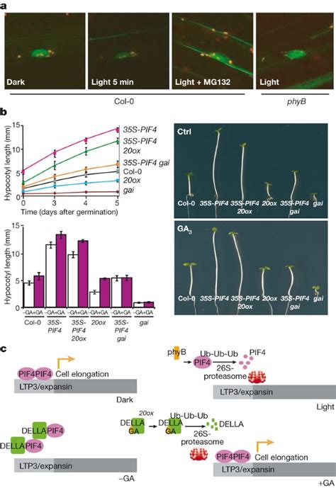 A Molecular Framework For Light And Gibberellin Control Of Cell