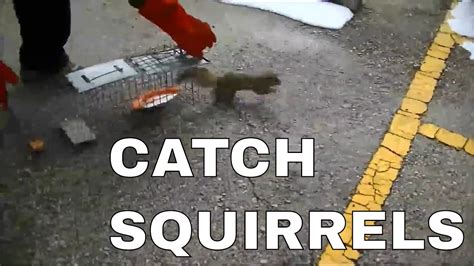 Catch Squirrel And Release Easy Squirrel Trap Youtube