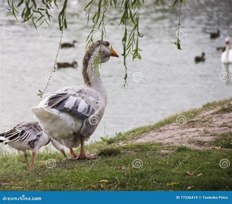 Big Grey Toulouse Goose Stock Image Image Of Livestock 77336419