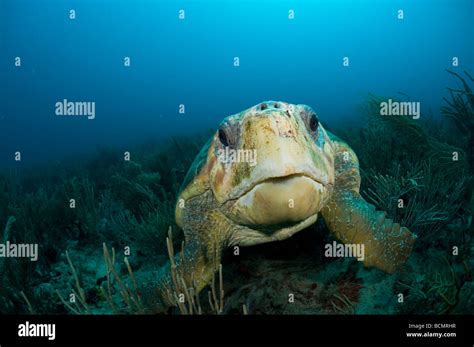 Female Loggerhead Sea Turtle Caretta Caretta Photographed Underwater