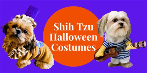 17 Cutest Shih Tzu Halloween Costumes With Great Reviews