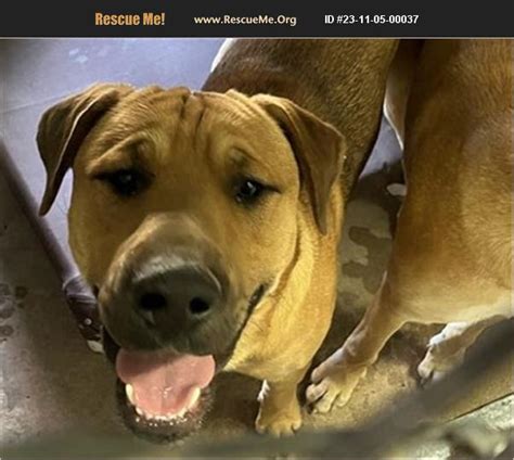 Adopt Mastiff Rescue Casa Grande Az