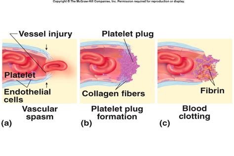 Vascular System And Primary Hemostasis Diagram Quizlet