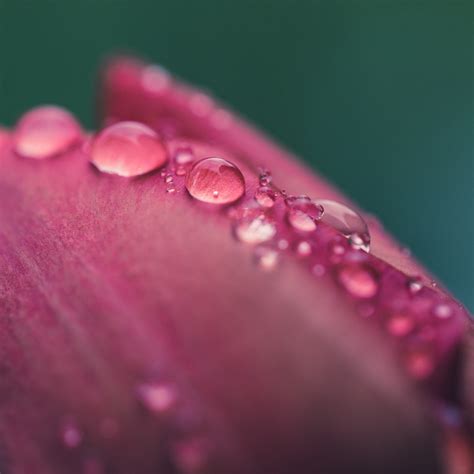 Raindrop Water Drop Flower Free Photo On Pixabay Pixabay