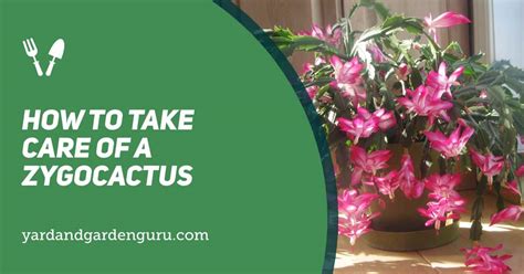 How To Take Care Of A Zygocactus