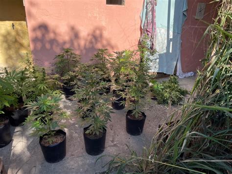 Quase P S De Maconha S O Apreendidos Em Casa Utilizada Para Cultivar