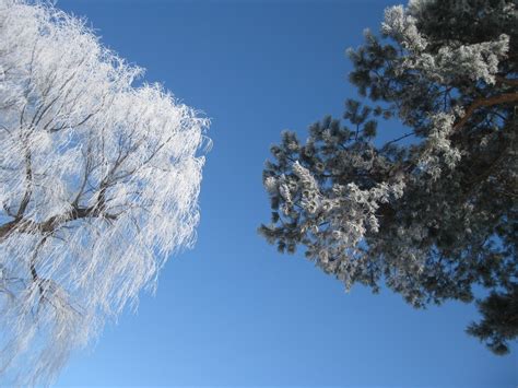 Free Images Tree Branch Snow Winter Cloud Sky Sunlight Flower