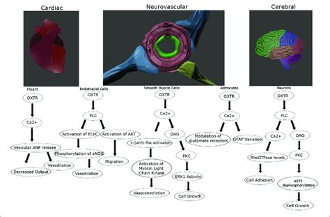 Proposed Intracellular Signaling Pathways For The Oxytocin Receptor