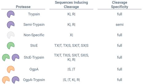 Defining Protease Cleavage In Metamorpheus For Each Protease The