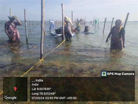 Radhika Shetty On Linkedin Projectseaweedcultivation