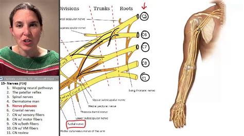 Nerves 5 Nerve Plexuses Youtube