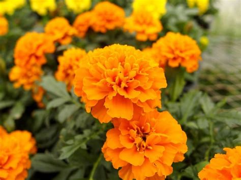 Health Benefits Of Marigold Your Vitality Store