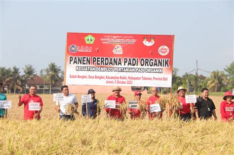 Petani Subak Bengkel Panen Ton Padi Organik Mentik Susu Di Tengah