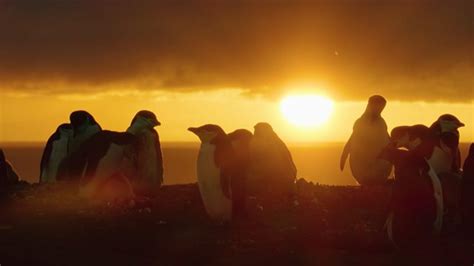 BBC One Frozen Planet II Clips