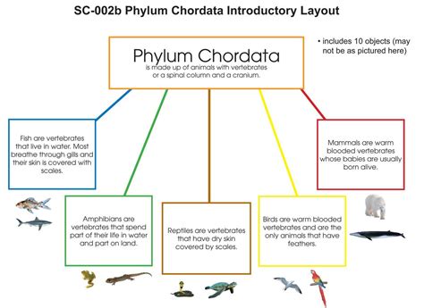 Phylum Chordata Examples