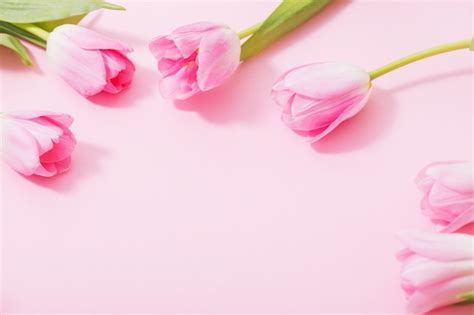 Premium Photo Beautiful Pink Tulips On Pink Background