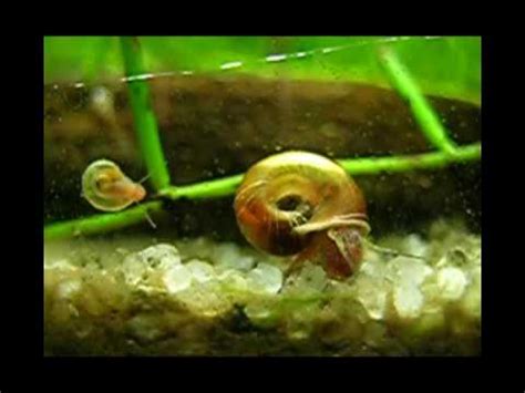 The Little World of The Algae Eater Snails Ii