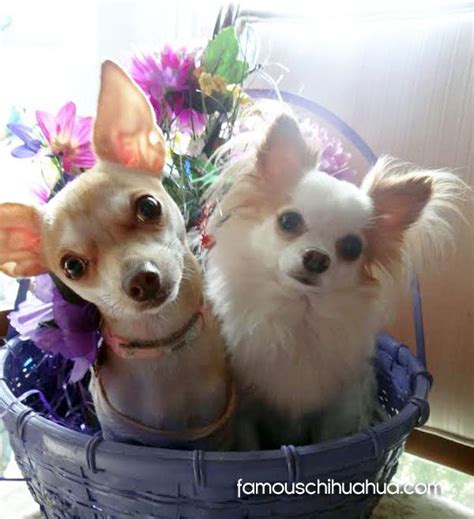 Happy Easter Enjoy Our Gallery Of Chihuahuas Dressed Up In Easter