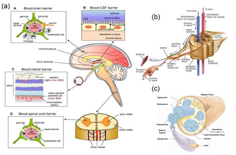 Schematic Representation Of The Major Components Of The Human Nervous