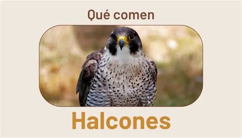 QUÉ COMEN los HALCONES En la naturaleza y en cautiverio