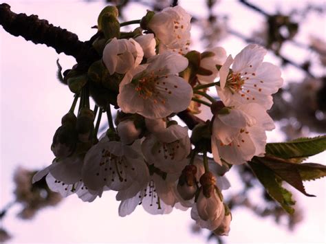 Sunset cherry blossoms Photograph by Christine Burdine | Fine Art America