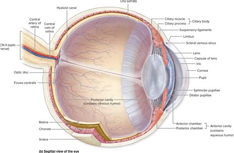 Special Sense Eye Diagram Quizlet