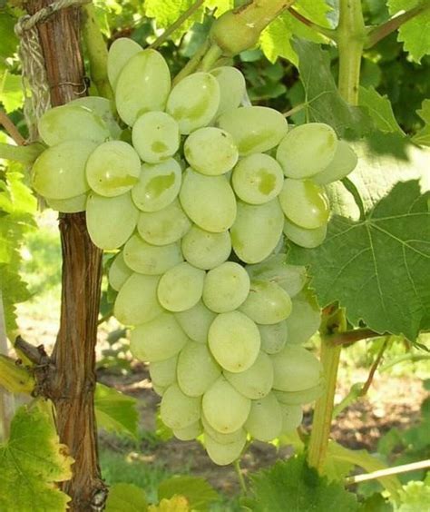 Neptune Bunch Grape Vine | Ison's Nursery & Vineyard