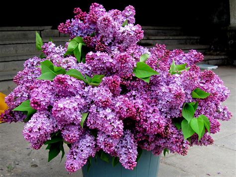 Lilac Flower