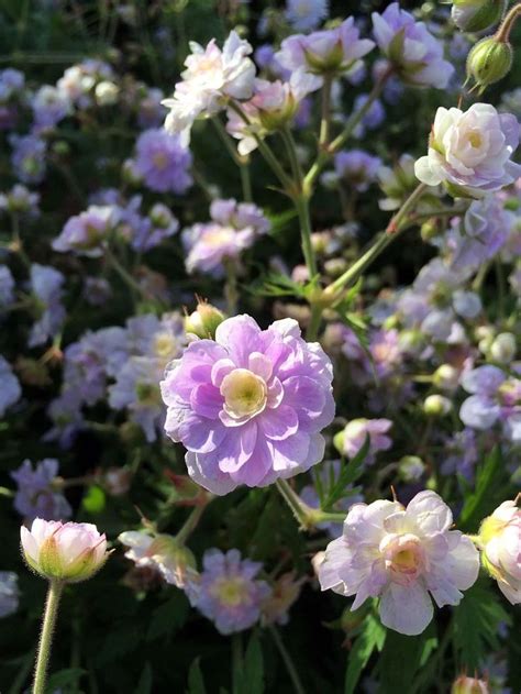 Geranium Varieties Flowers To Enliven Your Garden Landscape