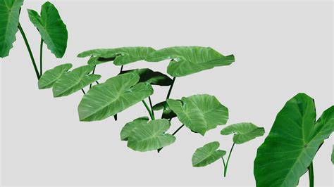 Taro Plant - Free 3D Model by Elosie