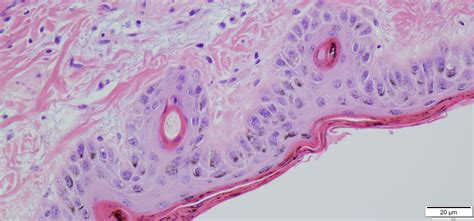 Histology — Department of Veterinary and Biomedical Sciences