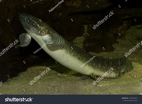 Lungfish On Land To Crawling