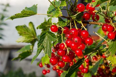 Red Currant in the Garden. Bush Red Currant. Stock Photo - Image of eating, garden: 130465482