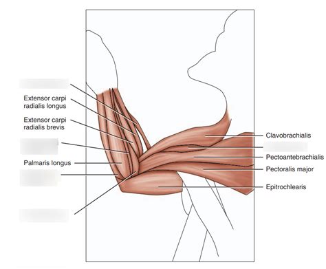 Cat Forearm Muscles Ventral Flexors Diagram Quizlet